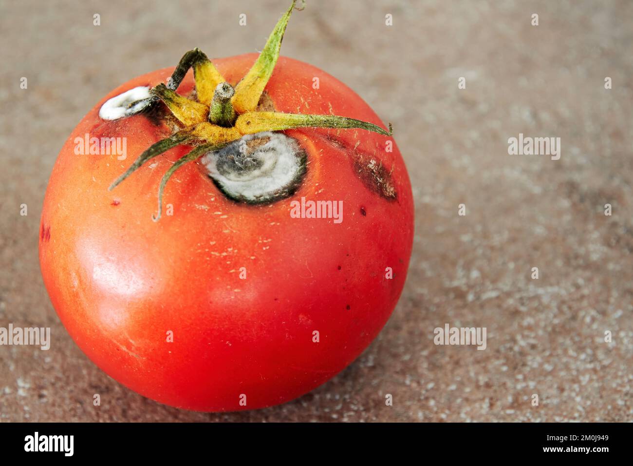 Tomate rojo podrido con moho blanco brillante. Alimentos y verduras malsanos y malsanos Foto de stock