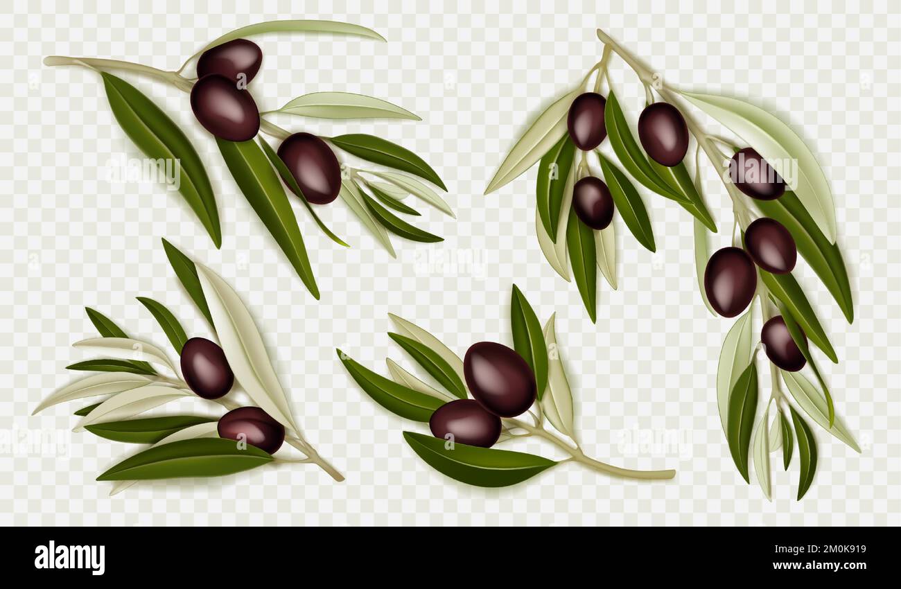 Ramas de olivo realistas con bayas negras y hojas verdes. Planta