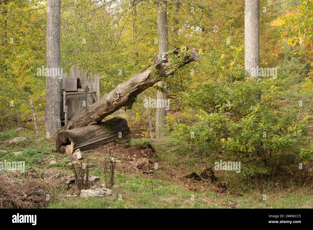 Todholz im Wald von Mainstockheim Foto de stock