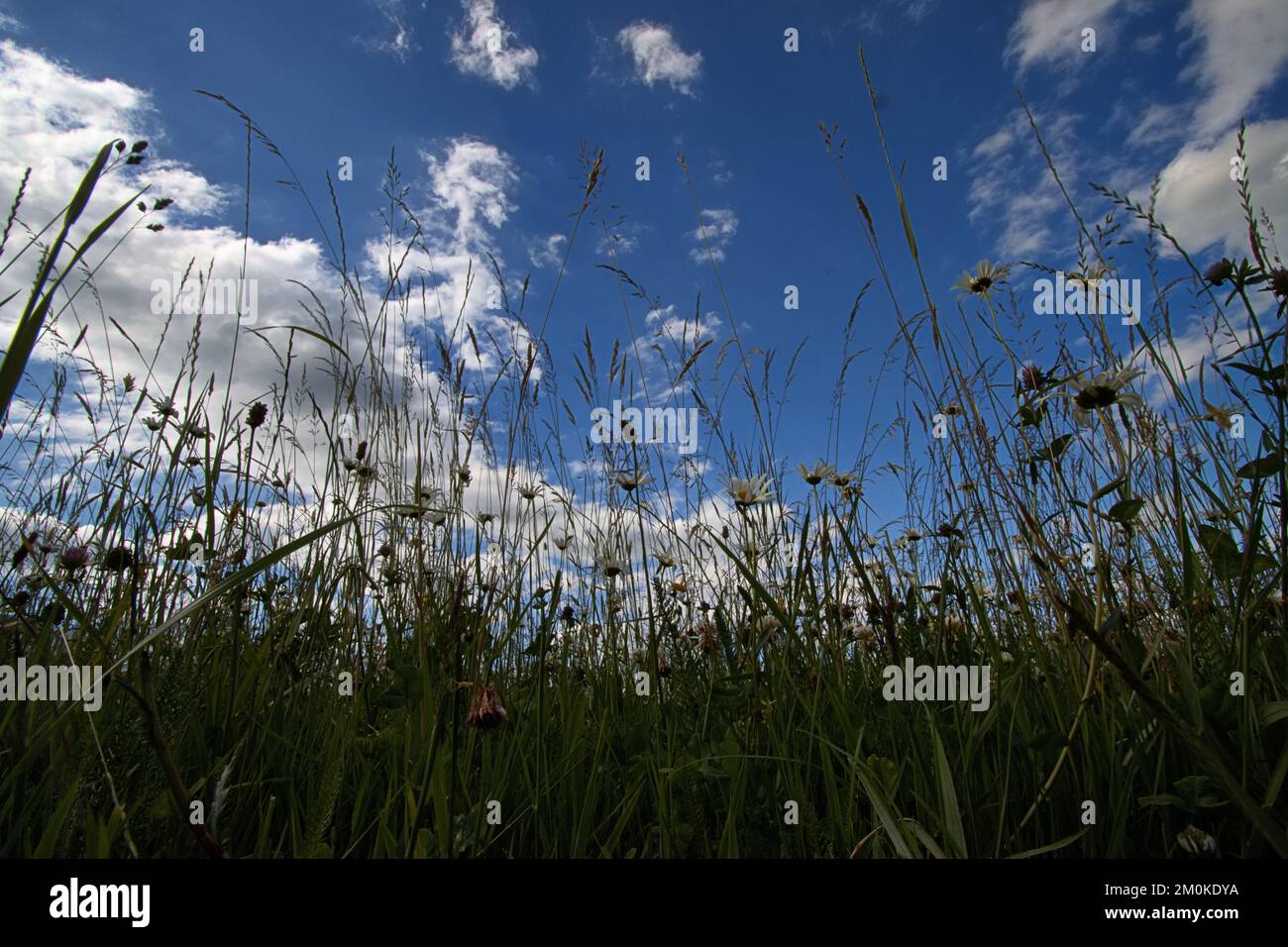 Duftende Blumenwiese Foto de stock