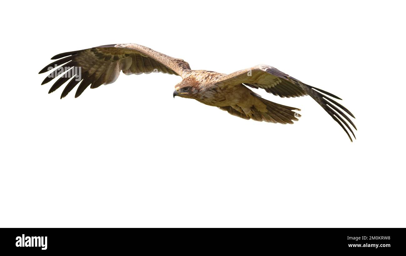 águila imperial española Imágenes recortadas de stock - Alamy