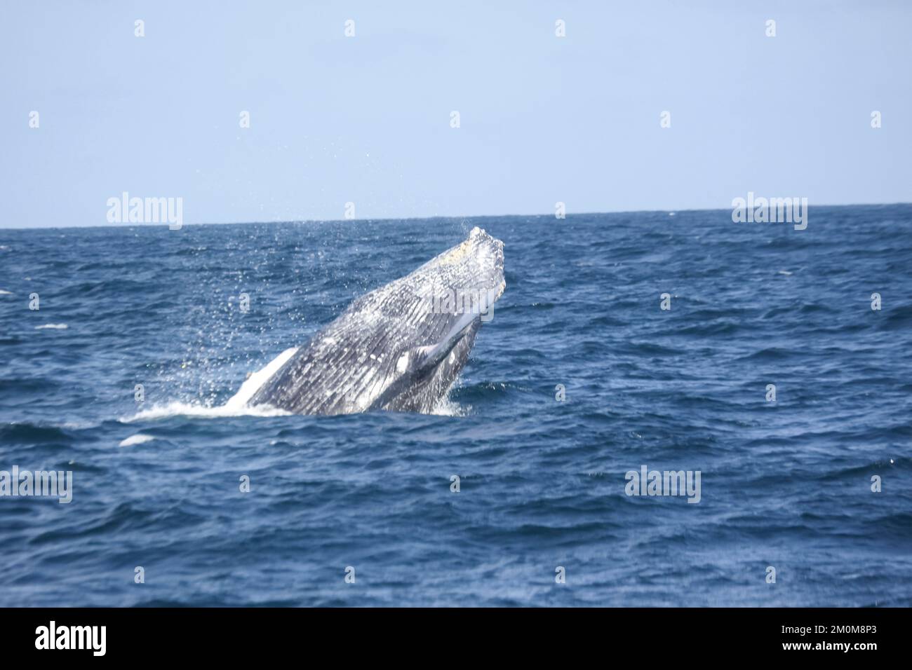 Safari de avistamiento de ballenas jorobadas en Puerto Lopez, Ecuador Las  ballenas jorobadas migran desde la Antártida a las costas ecuatorianas en  esta temporada. Fotografía Fotografía de stock - Alamy