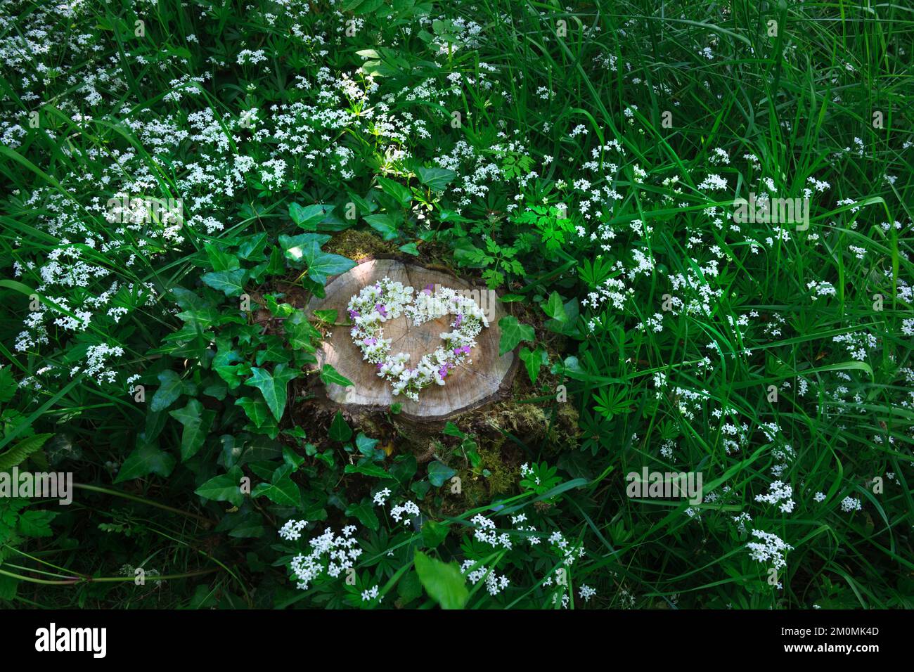 Corazón de las flores blancas de Woodruff dulce (Galium odoratum) mezclado con las flores rosadas de Roberto de hierbas; geranio robertianiumon muñón de árbol en la wo decidious Foto de stock