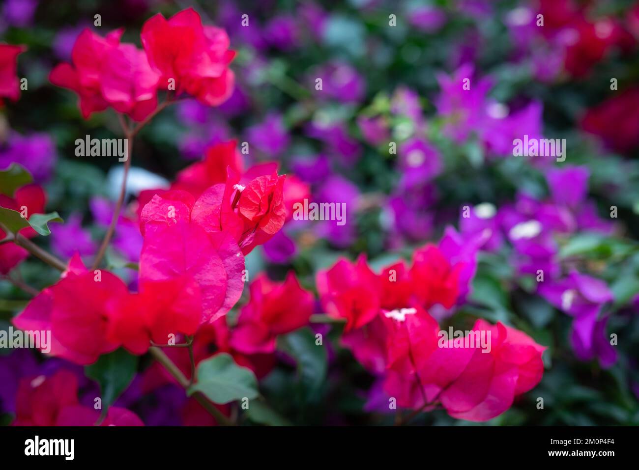 Buganvillas de color rosa y púrpura primer plano. Flores exóticas de fondo Foto de stock