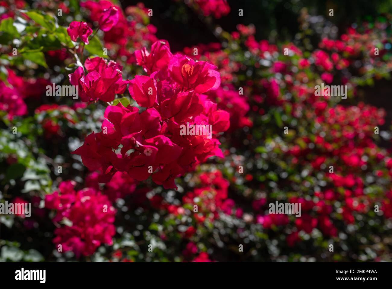Buganvillas rosas sobre hojas verdes y flores de fondo Foto de stock