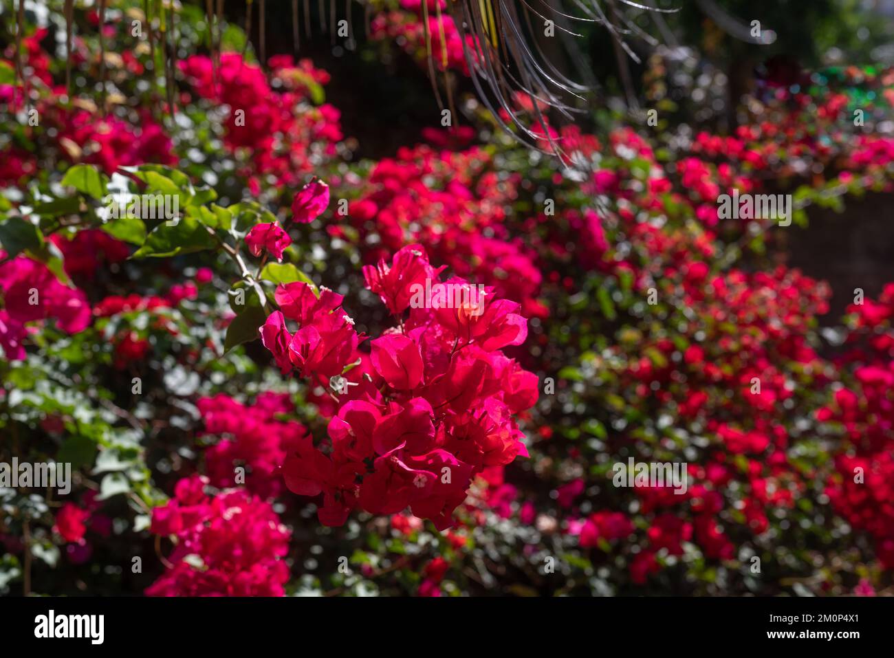 Buganvillas rosas sobre hojas verdes y flores de fondo Foto de stock