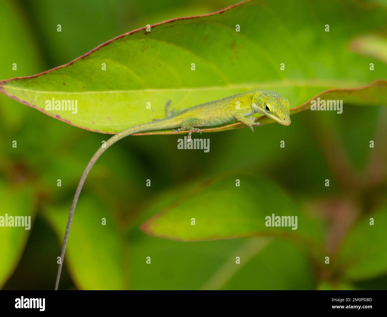 Anolis carolinensis, el anol verde, también conocido como anol de