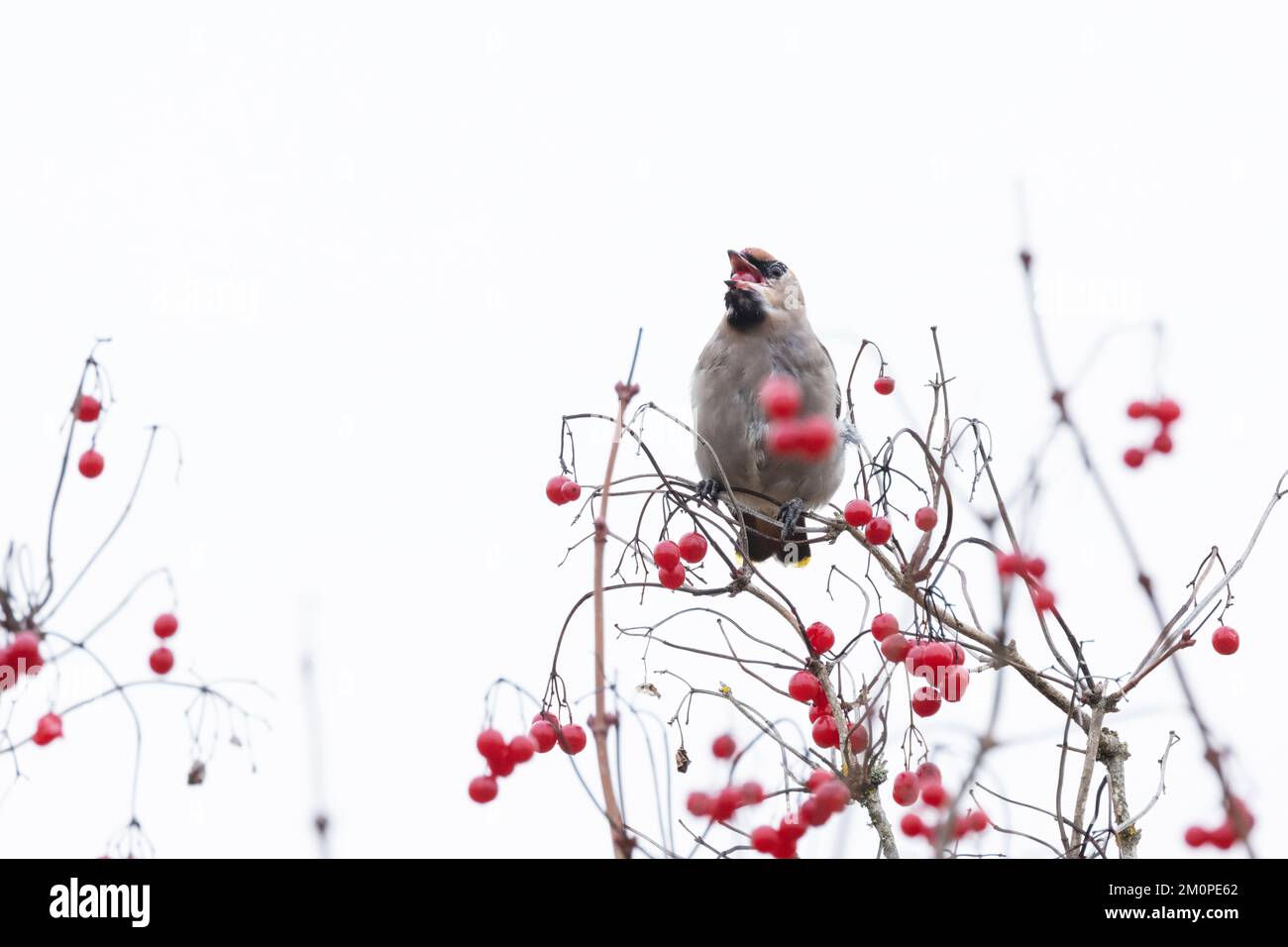 Encerado bohemio comiendo bayas de rosa de Guelder maduras durante una parada migratoria de otoño en Estonia, norte de Europa Foto de stock