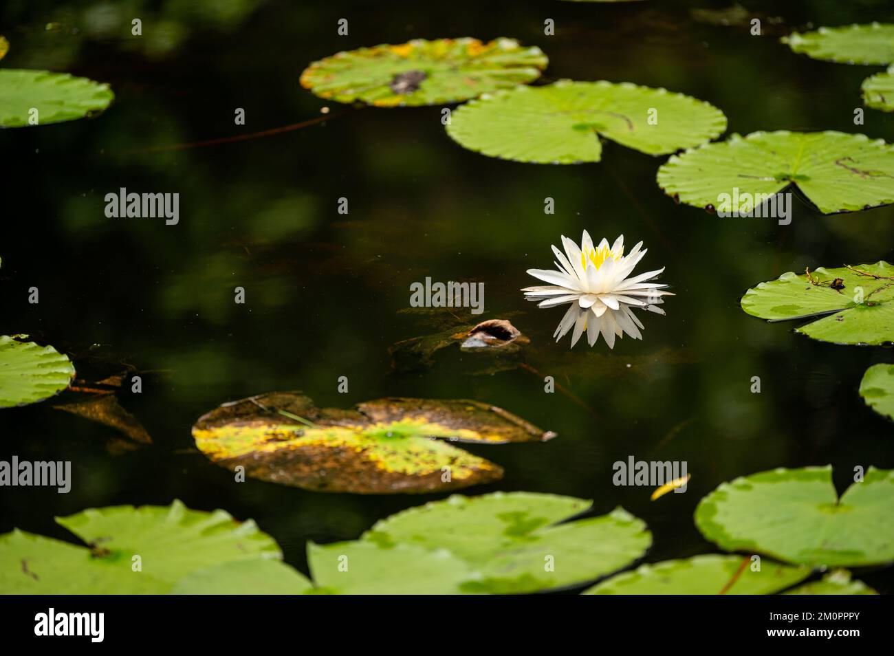 Un primer plano de una flor de loto rodeada de hojas flotando en un estanque Foto de stock