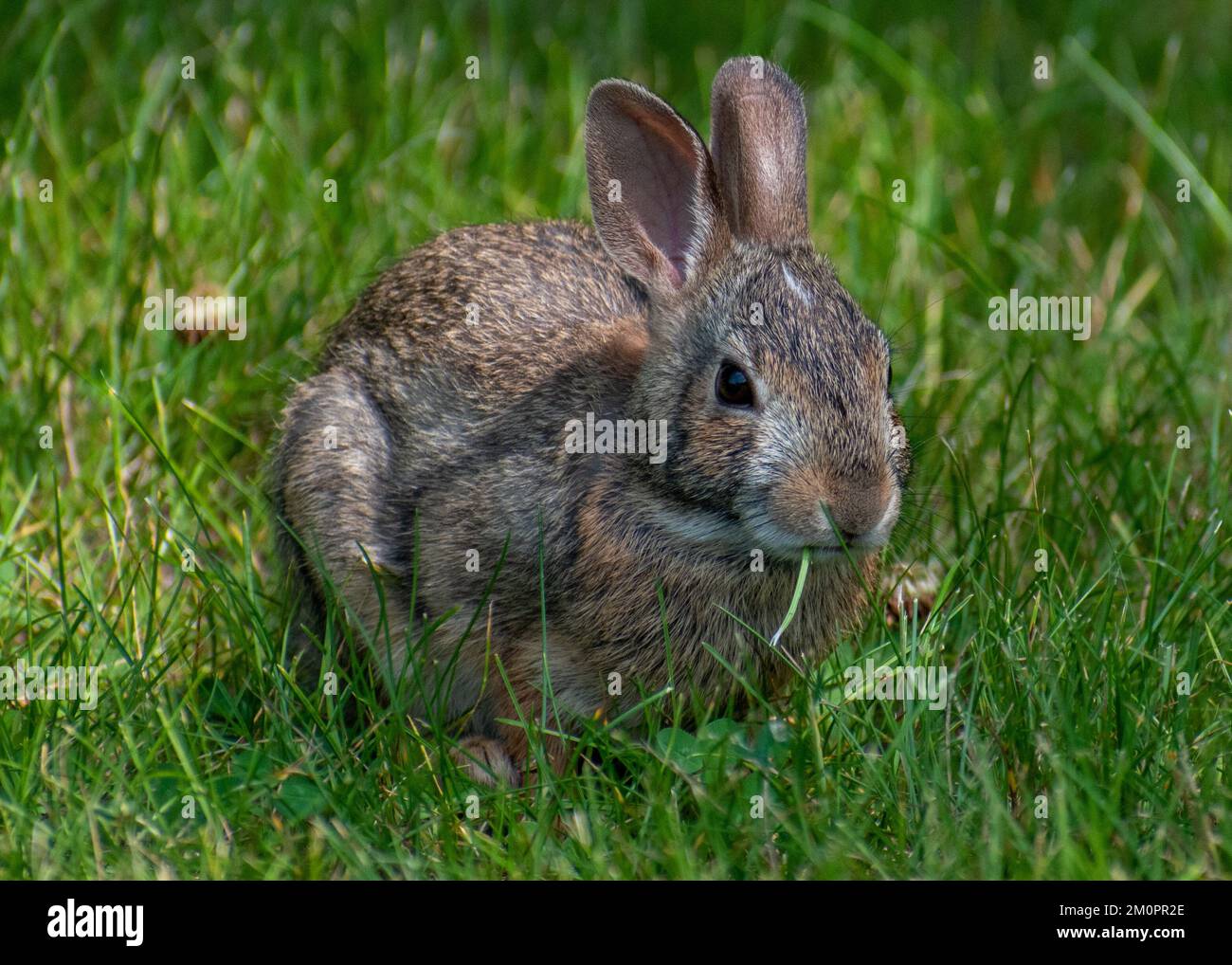 Un primer plano de un lindo conejo sobre hierba fresca en un campo Foto de stock