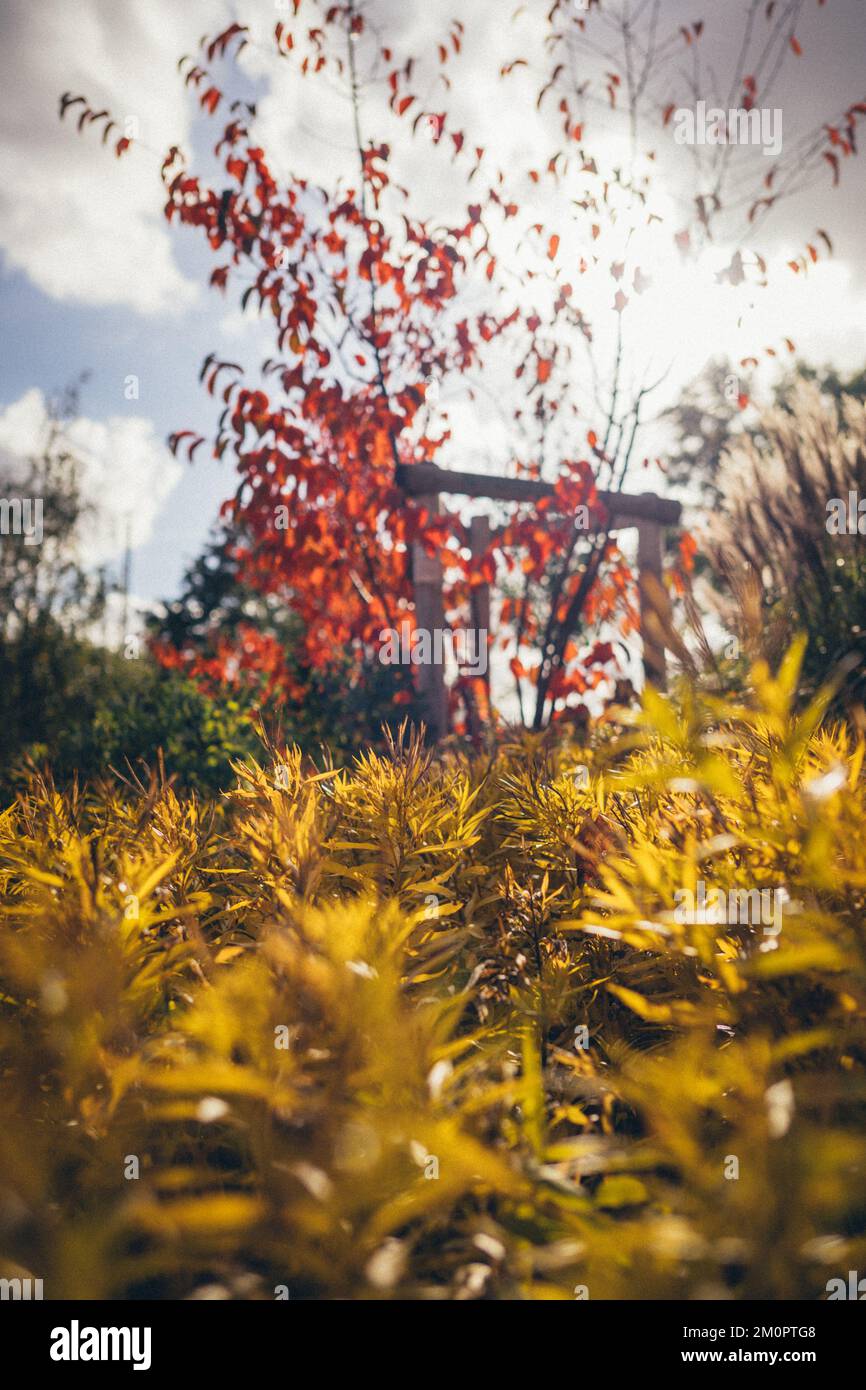 El árbol de otoño sale en un día soleado Foto de stock