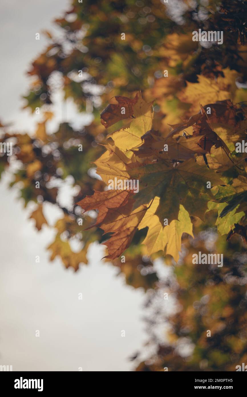 Un foco selectivo de hojas de árboles de otoño Foto de stock