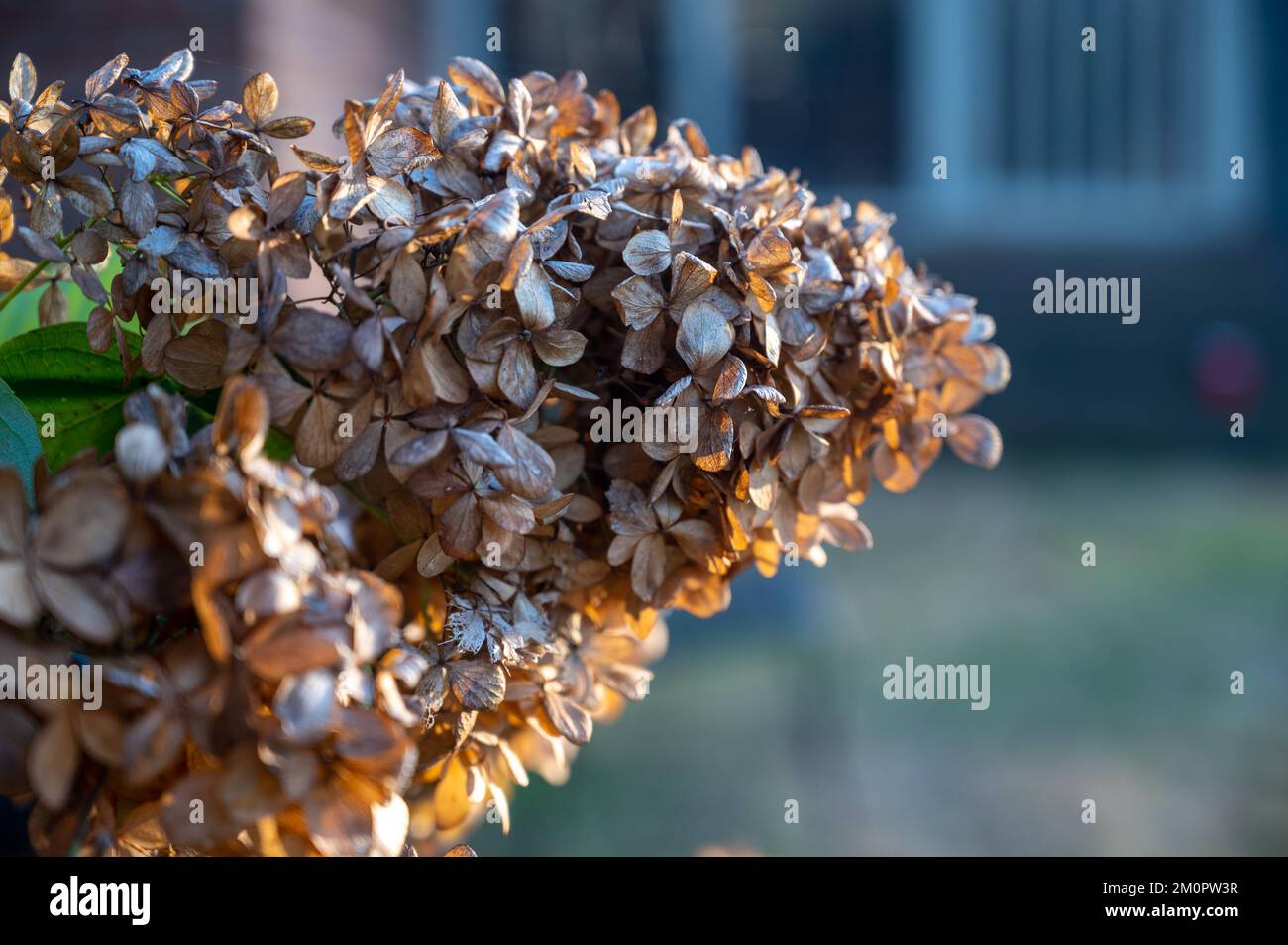 Un montón de flores de hortensias PeeGee floreciendo en un jardín Foto de stock