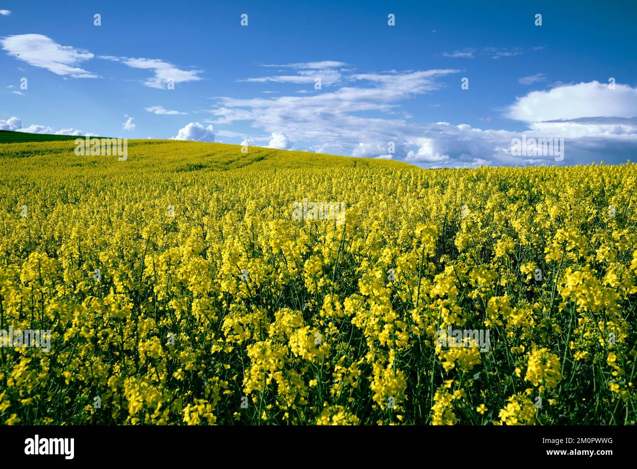 Un campo de colza cerca de Tapfheim Foto de stock