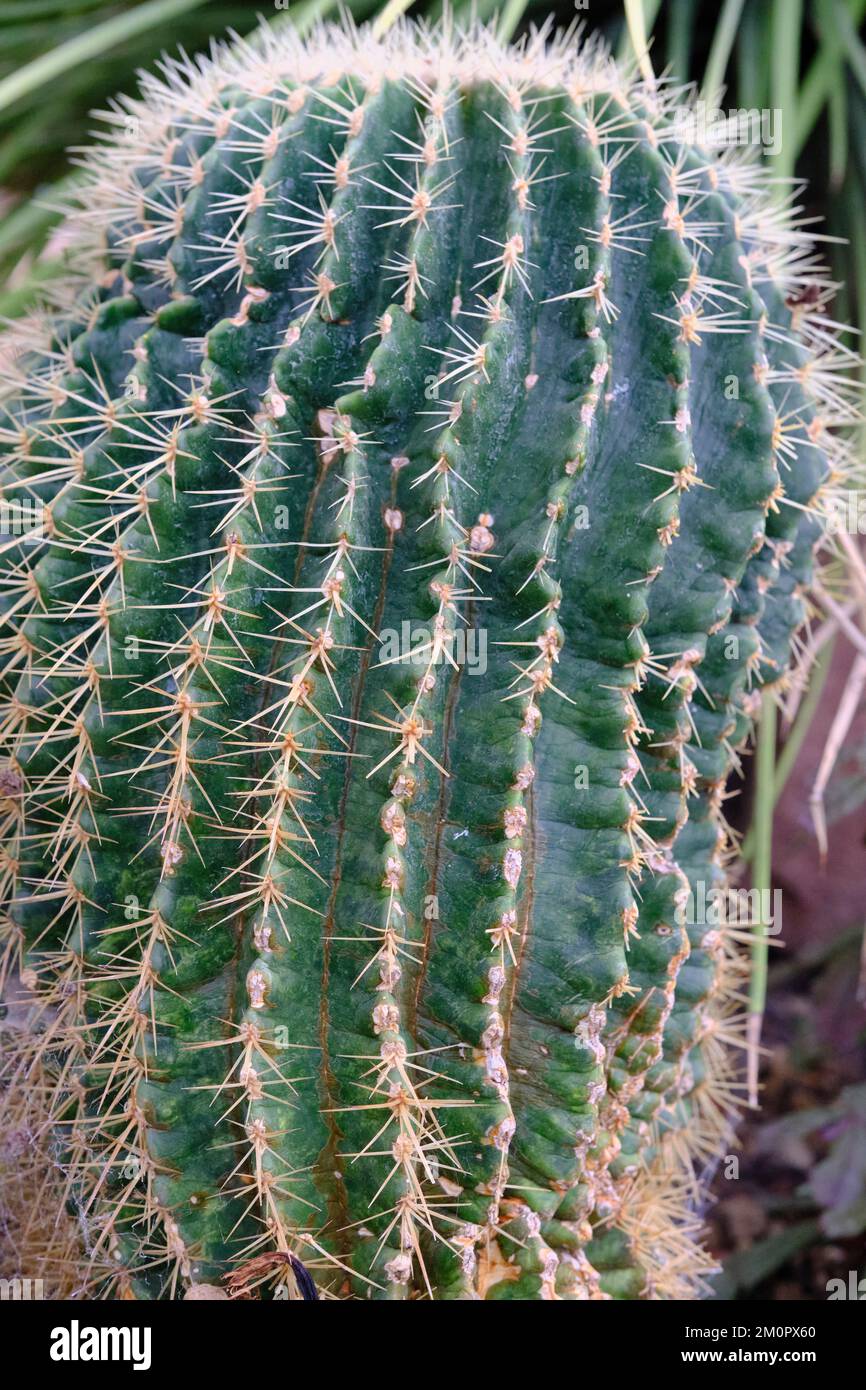 Un primer plano de una planta de cactus Foto de stock