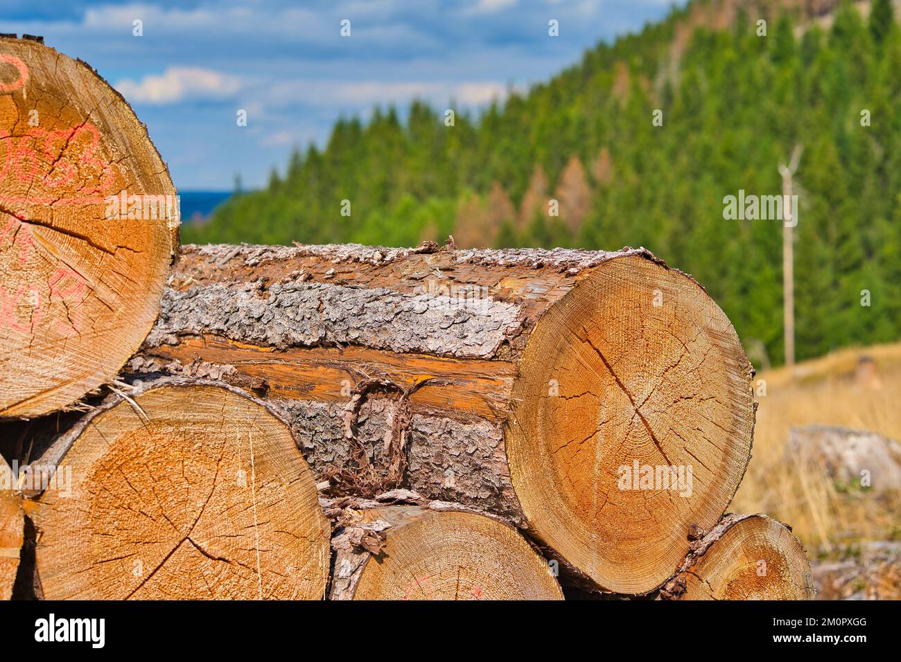 Un primer plano de un montón de troncos de madera agrietados contra fondo borroso Foto de stock