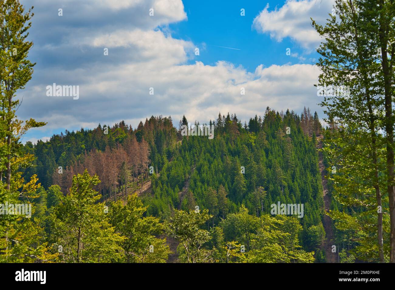 Los árboles verdes del bosque de Turingia contra el cielo nublado azul en un día soleado Foto de stock