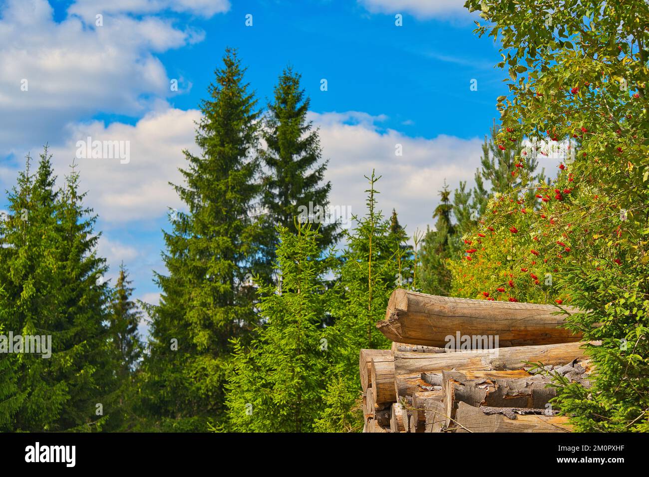 Un montón de troncos de madera con árboles verdes en el bosque de Turingia contra cielo nublado azul en un día soleado Foto de stock