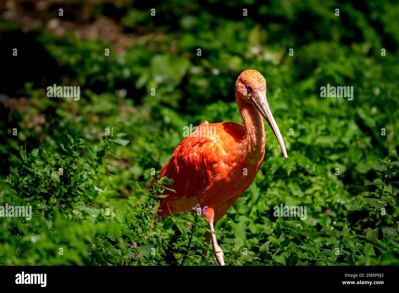 Un pájaro naranja con pico largo entre el verdor en un día soleado Foto de stock
