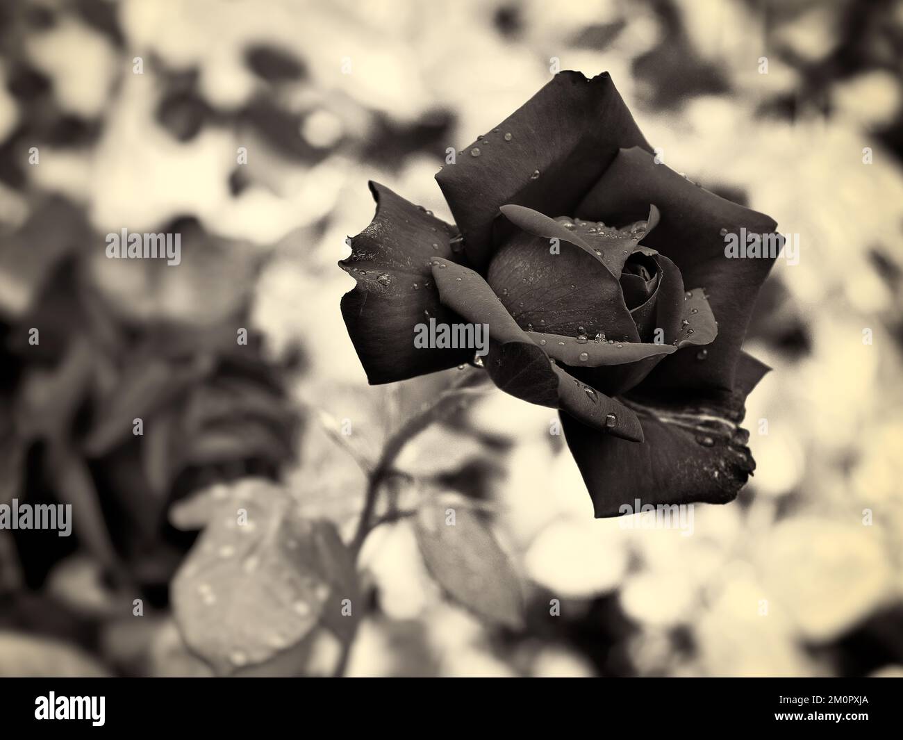 Primer plano en escala de grises de una rosa con gotas de agua sobre un fondo borroso Foto de stock