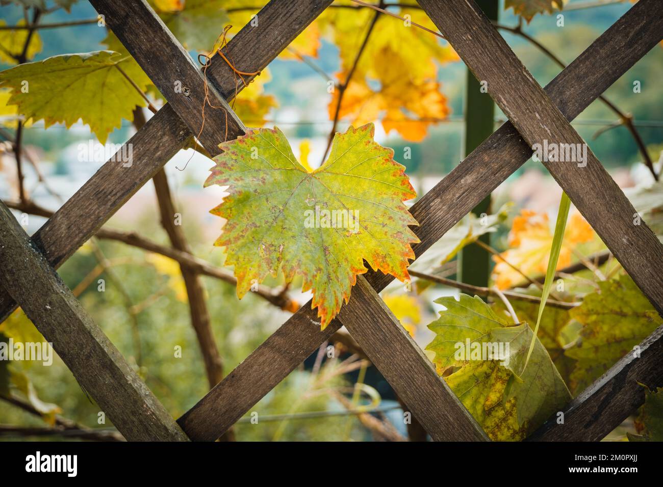 Un primer plano de hojas de uva creciendo en una valla de madera en un jardín durante el otoño Foto de stock