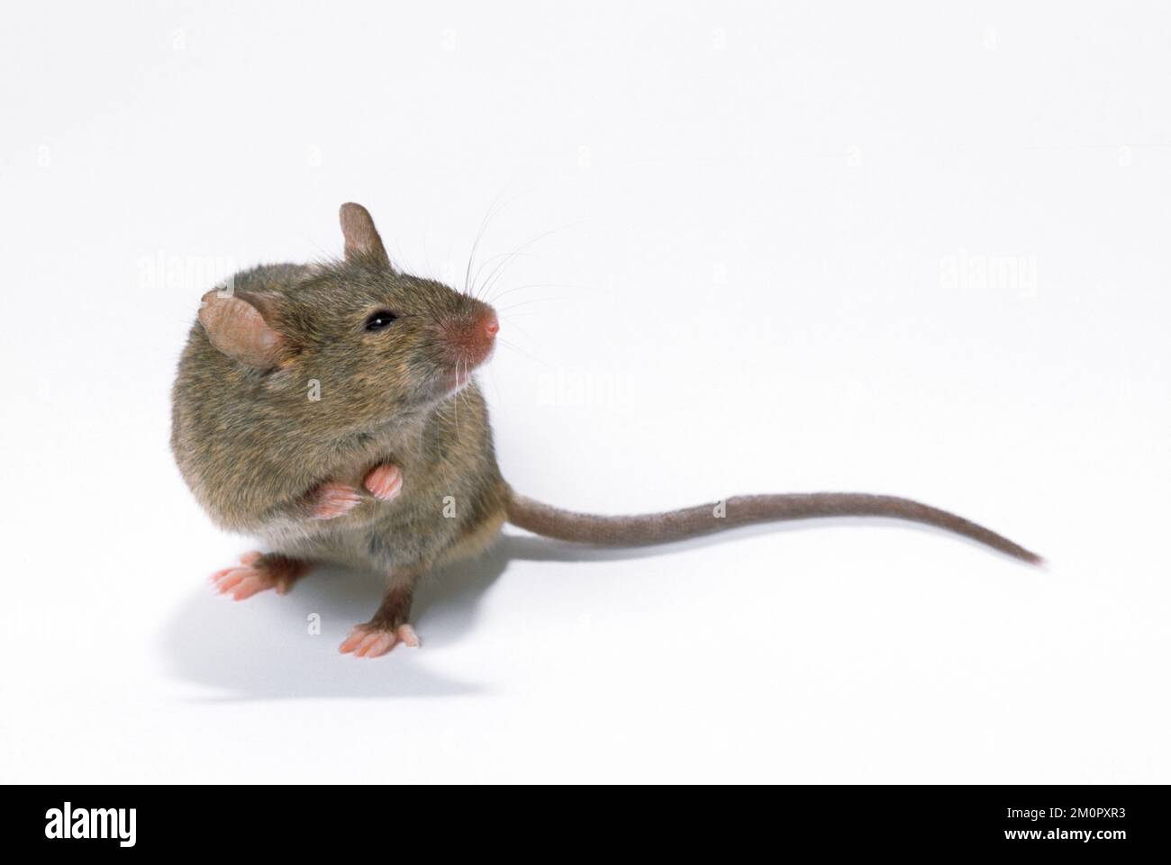 Colas de ratón fotografías e imágenes de alta resolución - Alamy