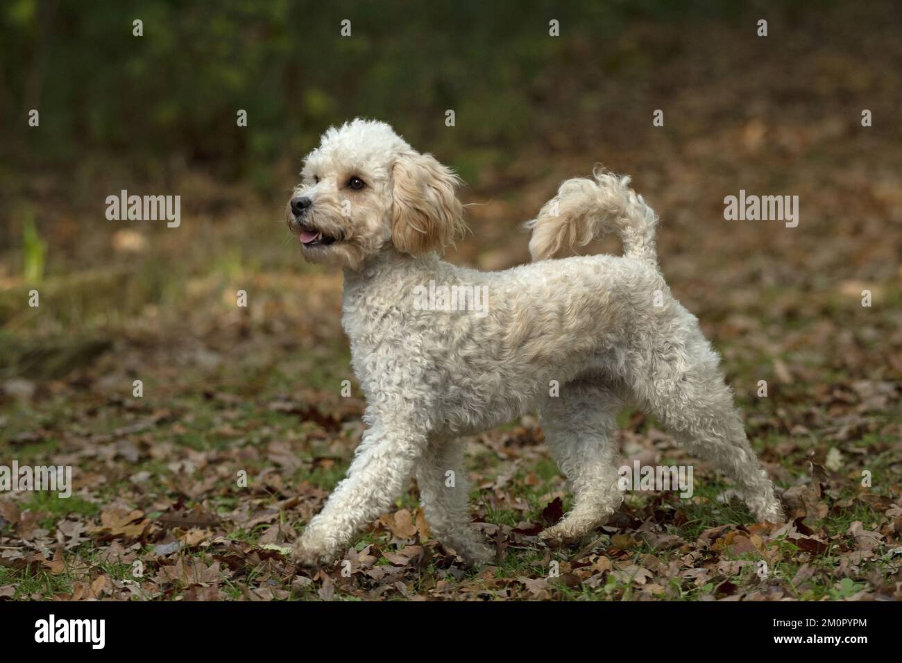 Caroline 's Treasures CK6303GF Cavapoo - Banderas De Jardín