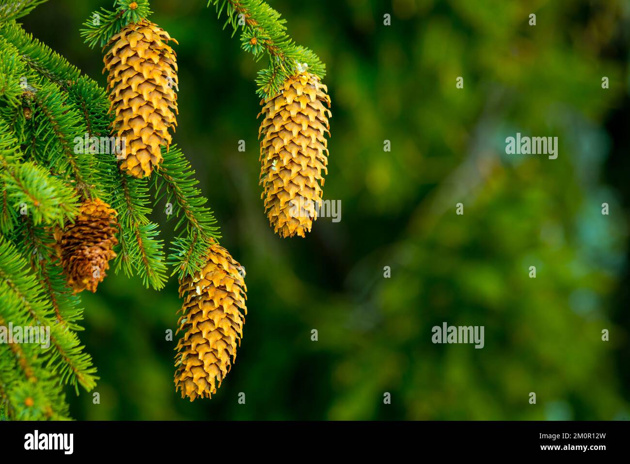 Un primer plano de los conos crecientes de coníferas en el árbol perenne en el bosque Foto de stock