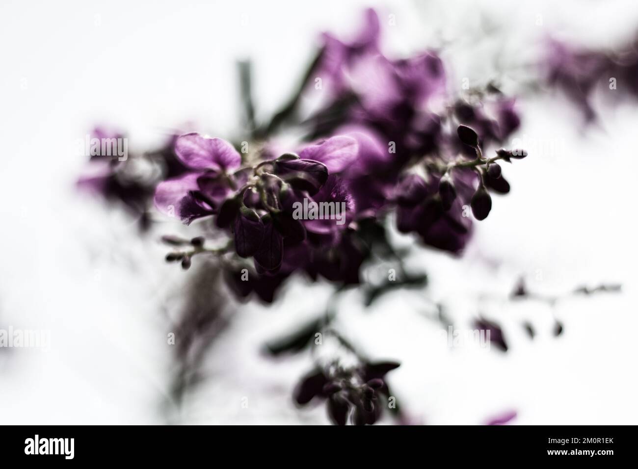 Un primer plano de flores púrpuras sobre un fondo blanco borroso Foto de stock