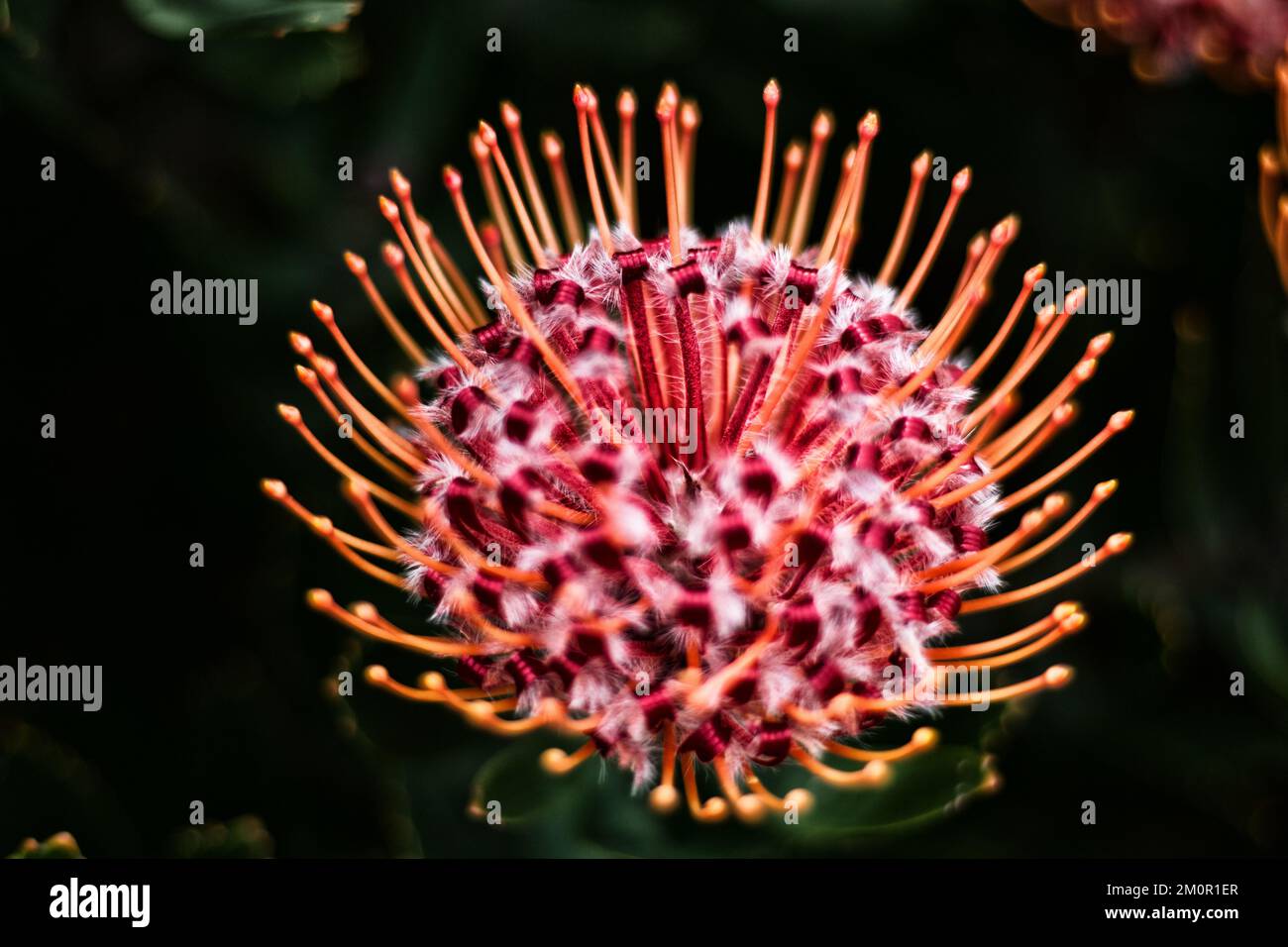 Un primer plano de la planta de Leucospermum en flor contra fondo oscuro borroso Foto de stock