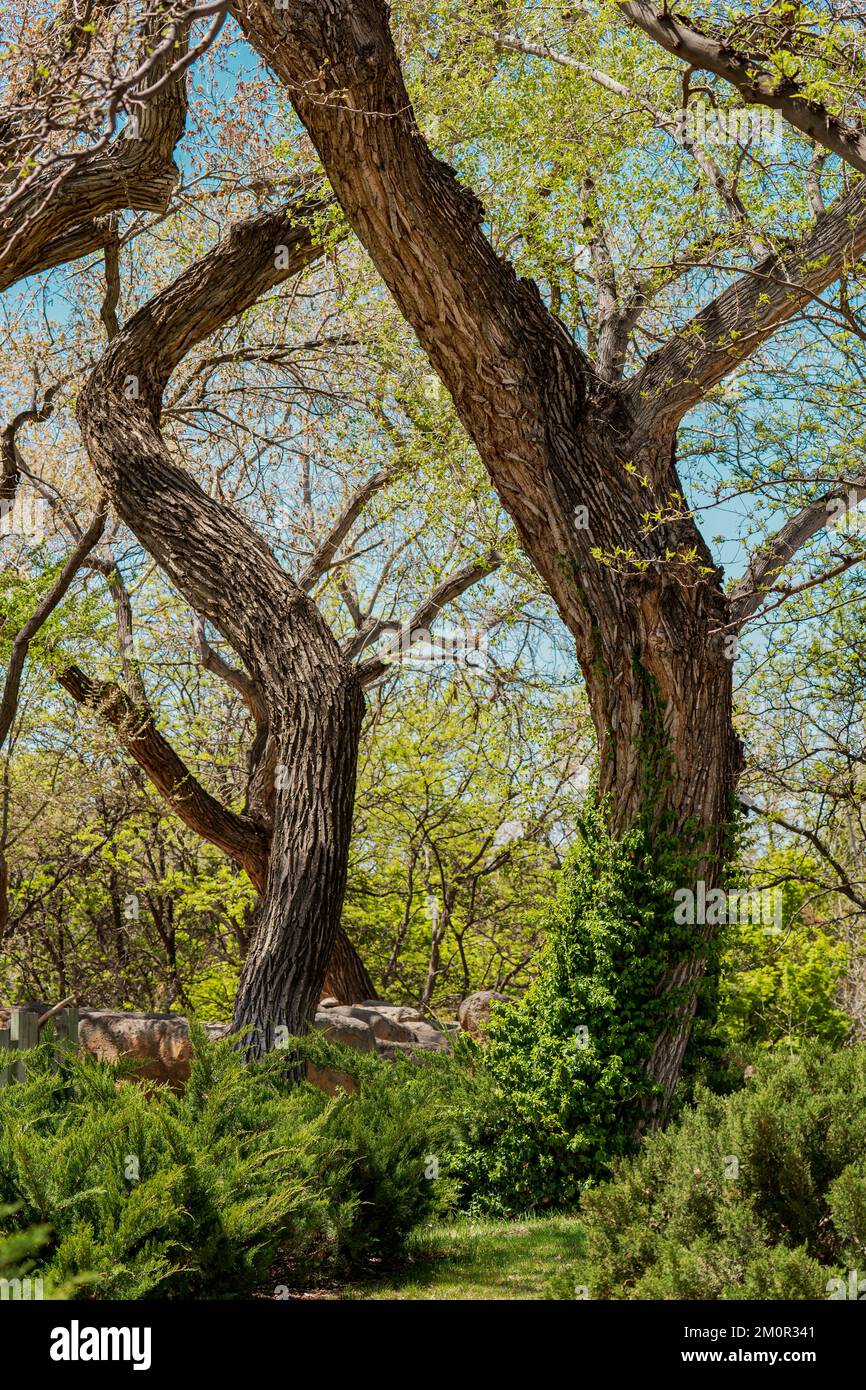 Twisted Tree Trunks Deporte Nuevo Crecimiento de Primavera en el Zoológico de Albuquerque Foto de stock