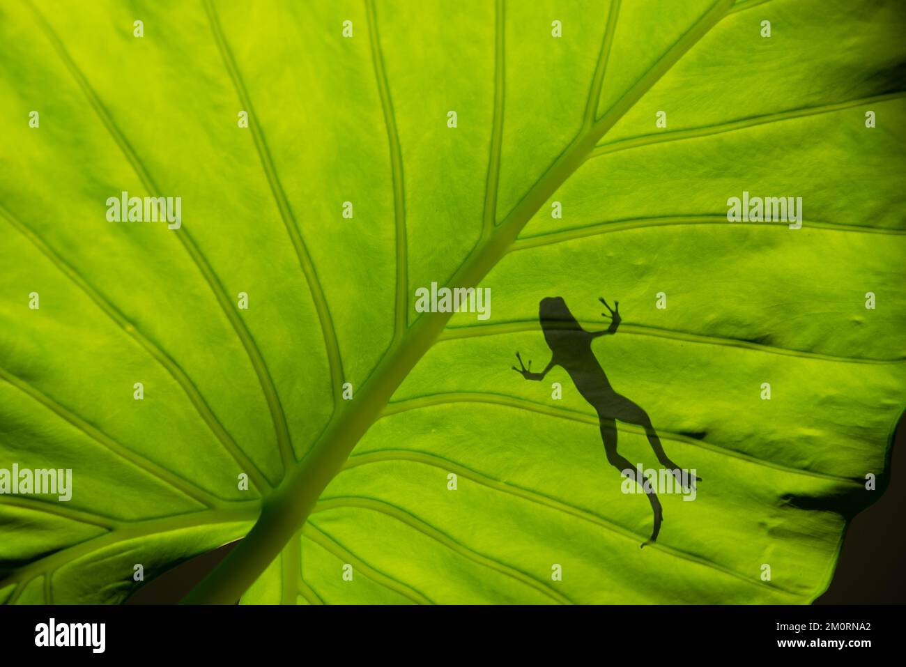 Vista de silueta de ángulo bajo de una rana de dardos venenosa en una oreja de elefante (Taro) Leaf, Indonesia Foto de stock