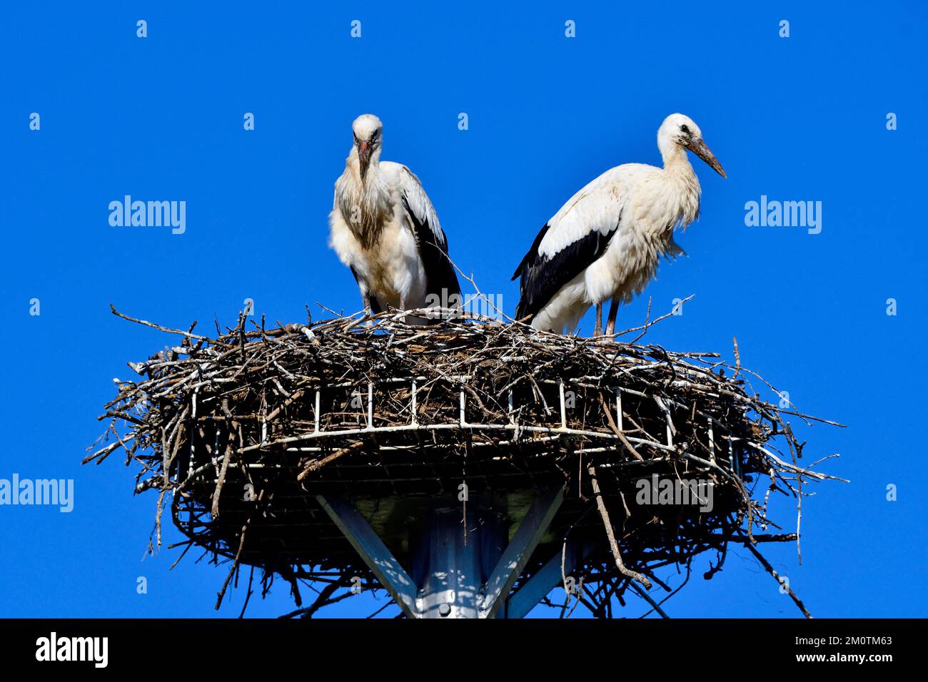 Francia, Doubs, Allenjoie, fauna, aves, Cigüeña Blanca (Ciconia ciconia), plataforma de caja nido, pareja Foto de stock