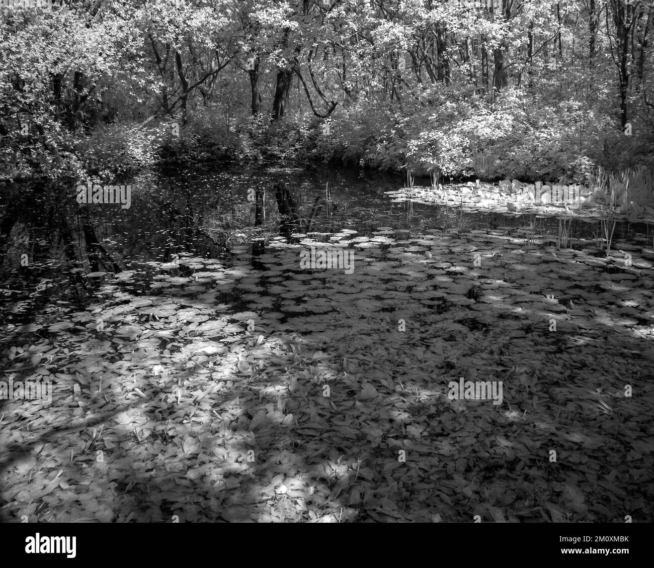 Fotografía artística bosque bañado por la hermosa luz de tarde con imágenes de árboles en blanco y negro, una toma de arte de la naturaleza en verano, en t Foto de stock