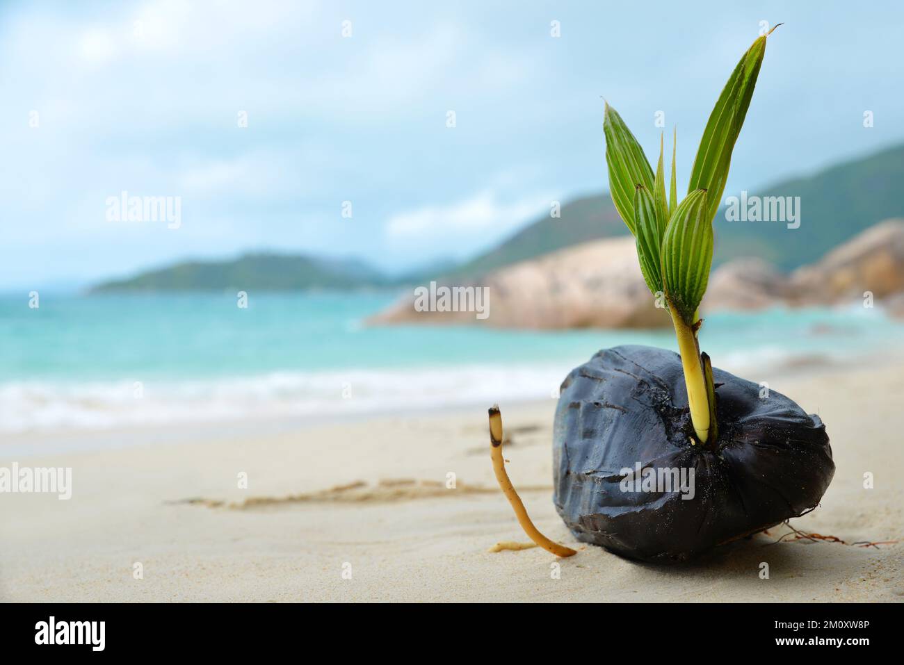 El árbol de coco brota en la playa tropical Anse Boudin, isla Praslin, Seychelles. Foto de stock