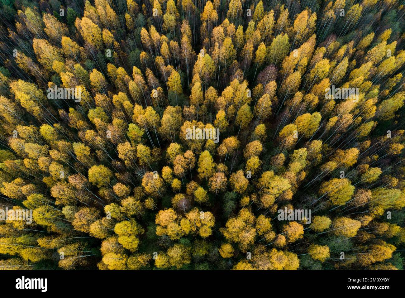 Una antena de un bosque mixto de abedul y abeto durante el follaje de otoño en Estonia, norte de Europa Foto de stock