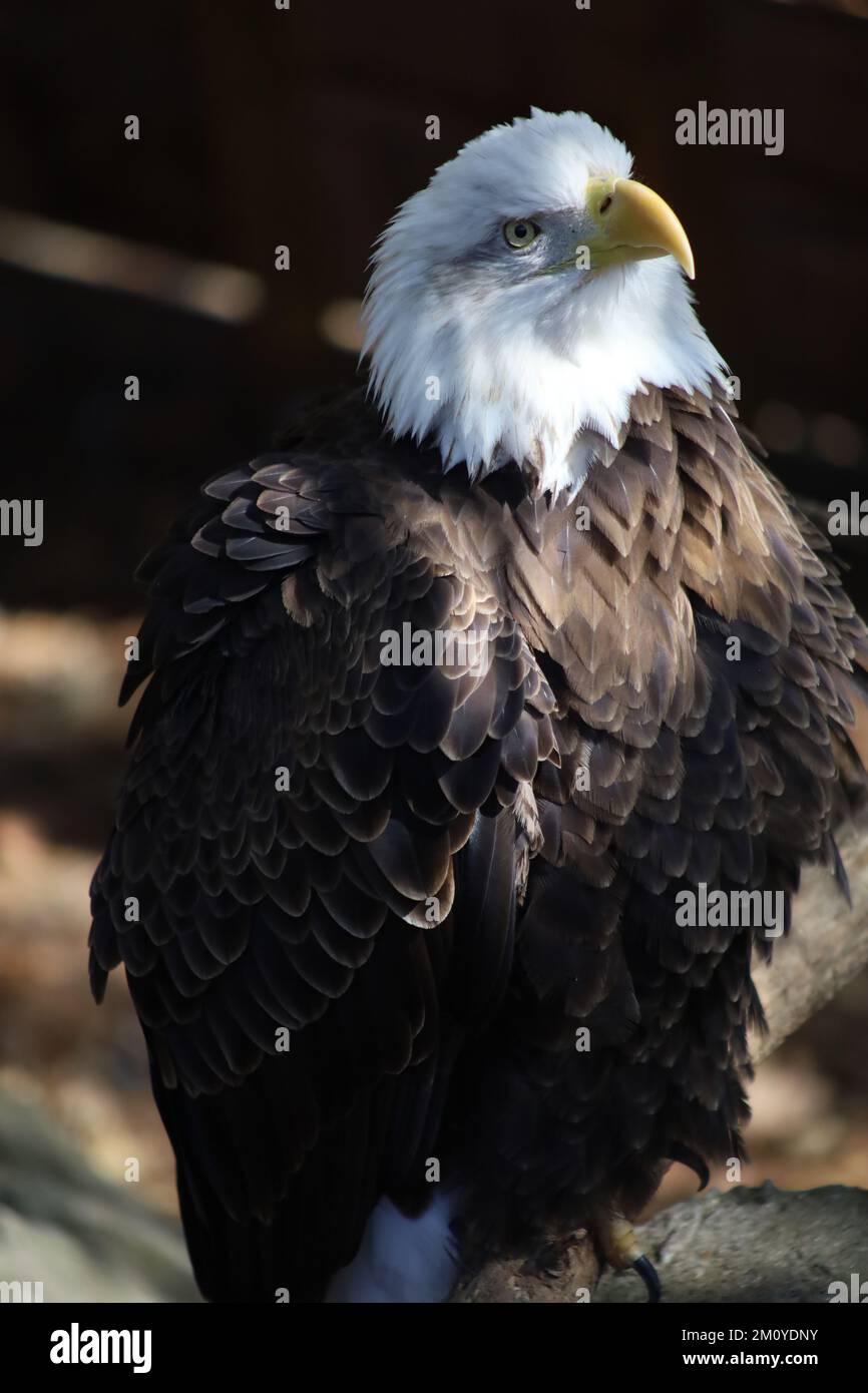 De cerca Vida salvaje Águila calva Fotografía de stock - Alamy