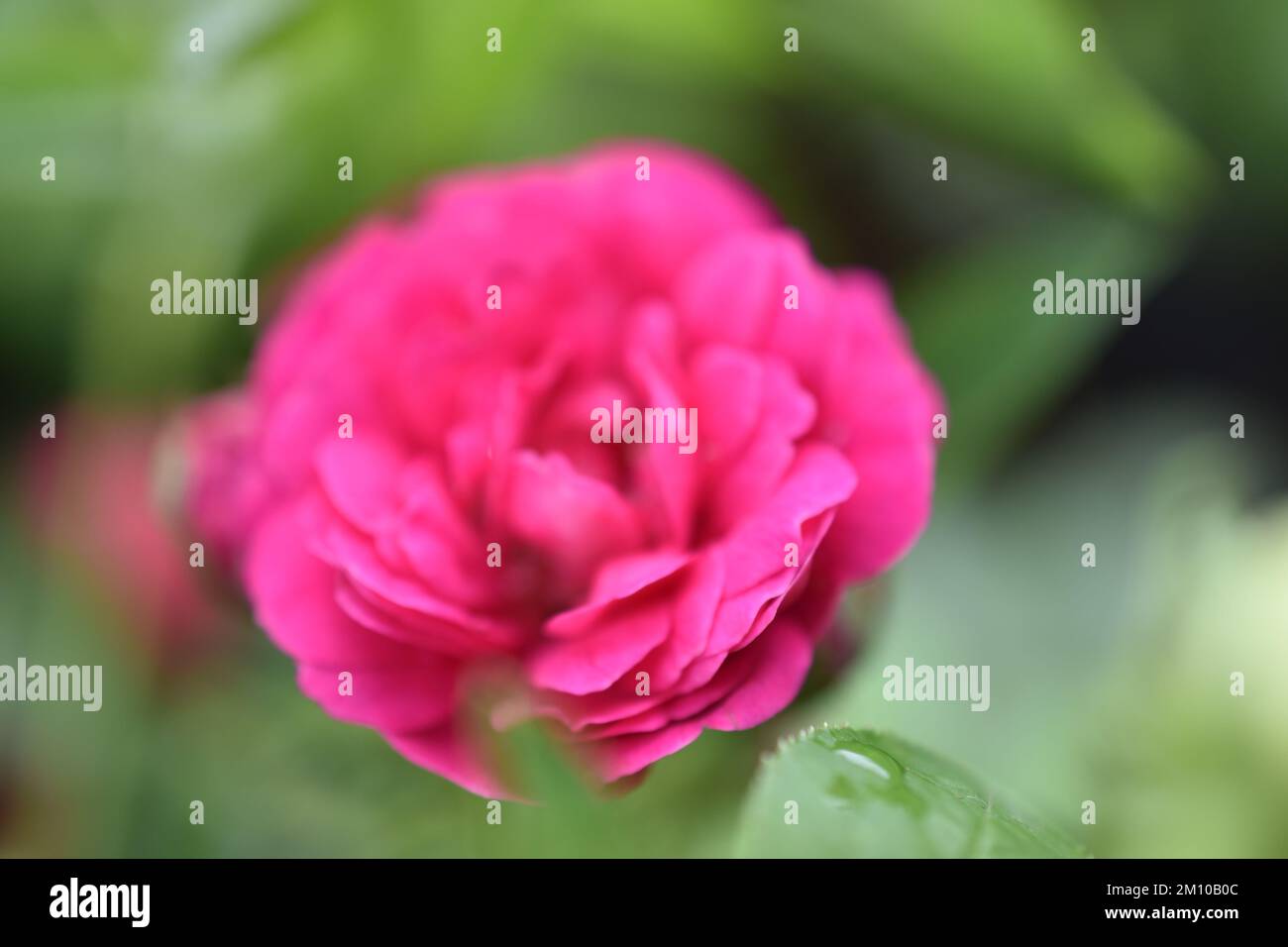 Rosas verdes fotografías e imágenes de alta resolución - Página 9 - Alamy