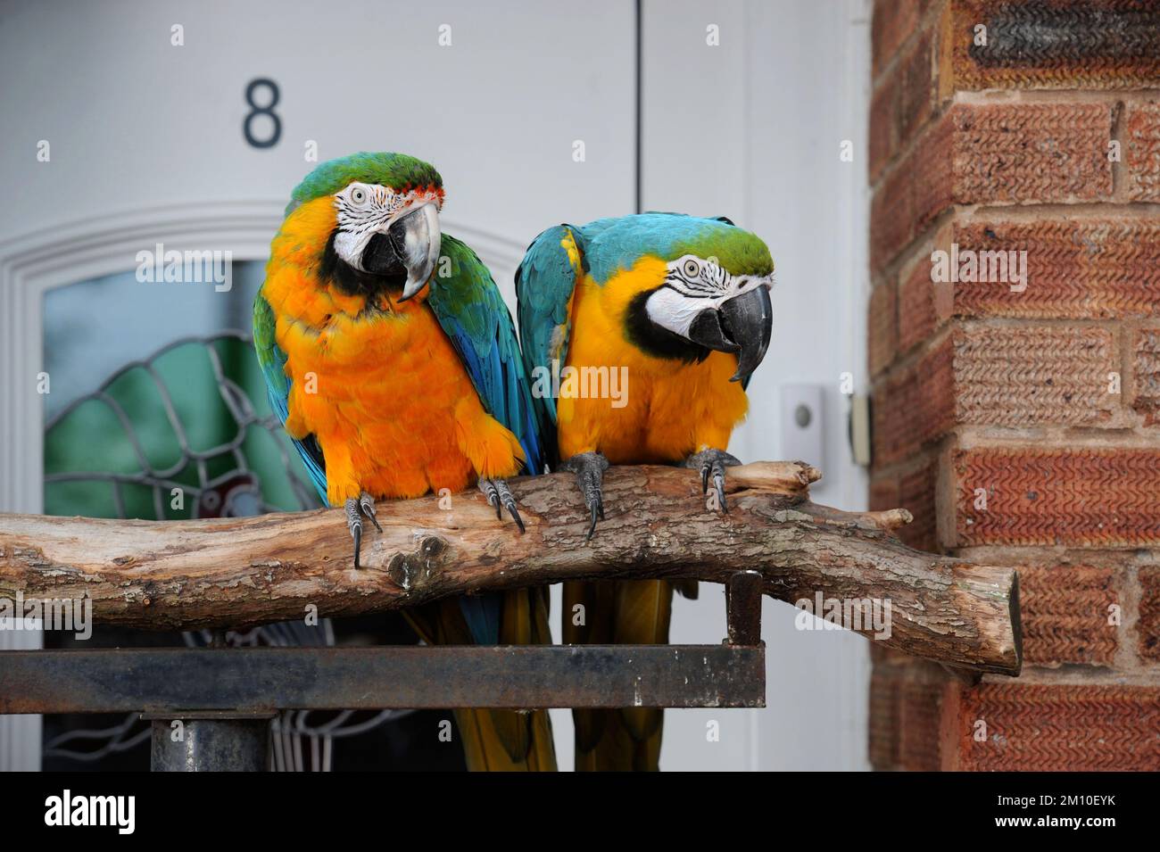 Loros de guacamayo mascota Foto de stock