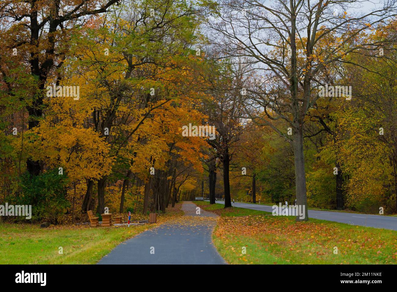 Carretera rural y carril bici en otoño, zona de descanso con muebles de  madera a lo largo del camino, árboles con hojas descoloridas Fotografía de  stock - Alamy