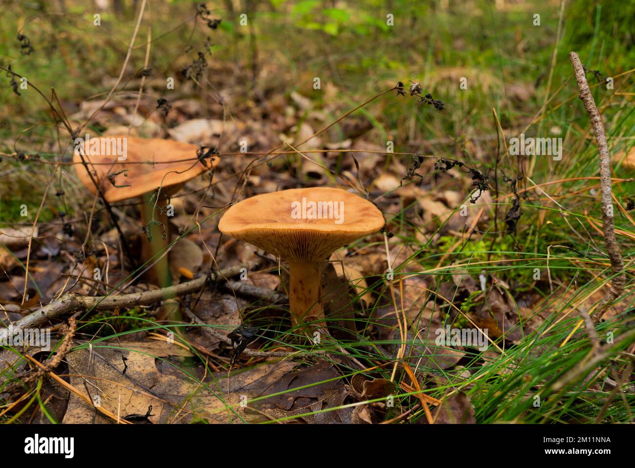 Hongo venenoso, peligroso no comestible en otoño en el bosque Foto de stock