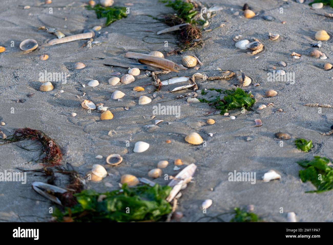 Conchas en la marea baja en la playa del Parque Nacional Vadehavet, Isla Rømø, Lakolk, Syddanmark, Dinamarca Foto de stock
