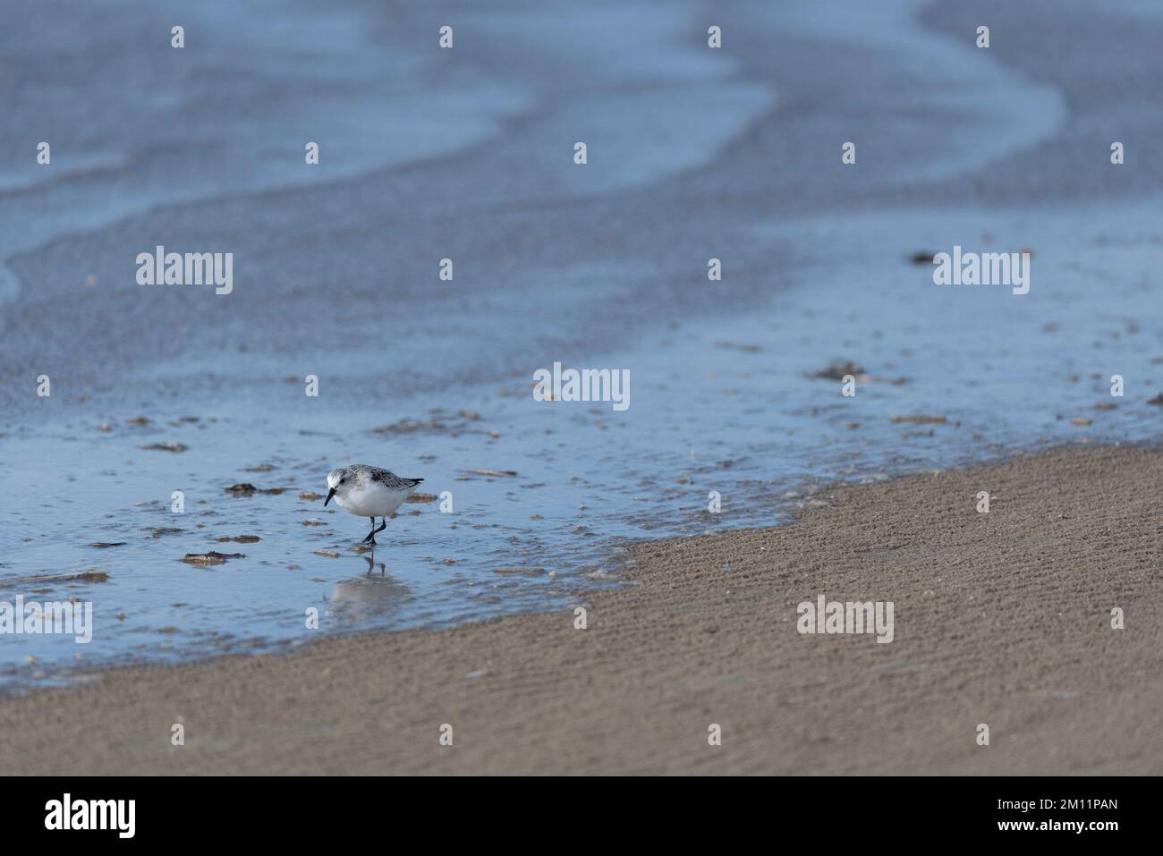 Sanderling (Calidris alba) en la playa, isla de Rømø, Syddanmark, Dinamarca Foto de stock