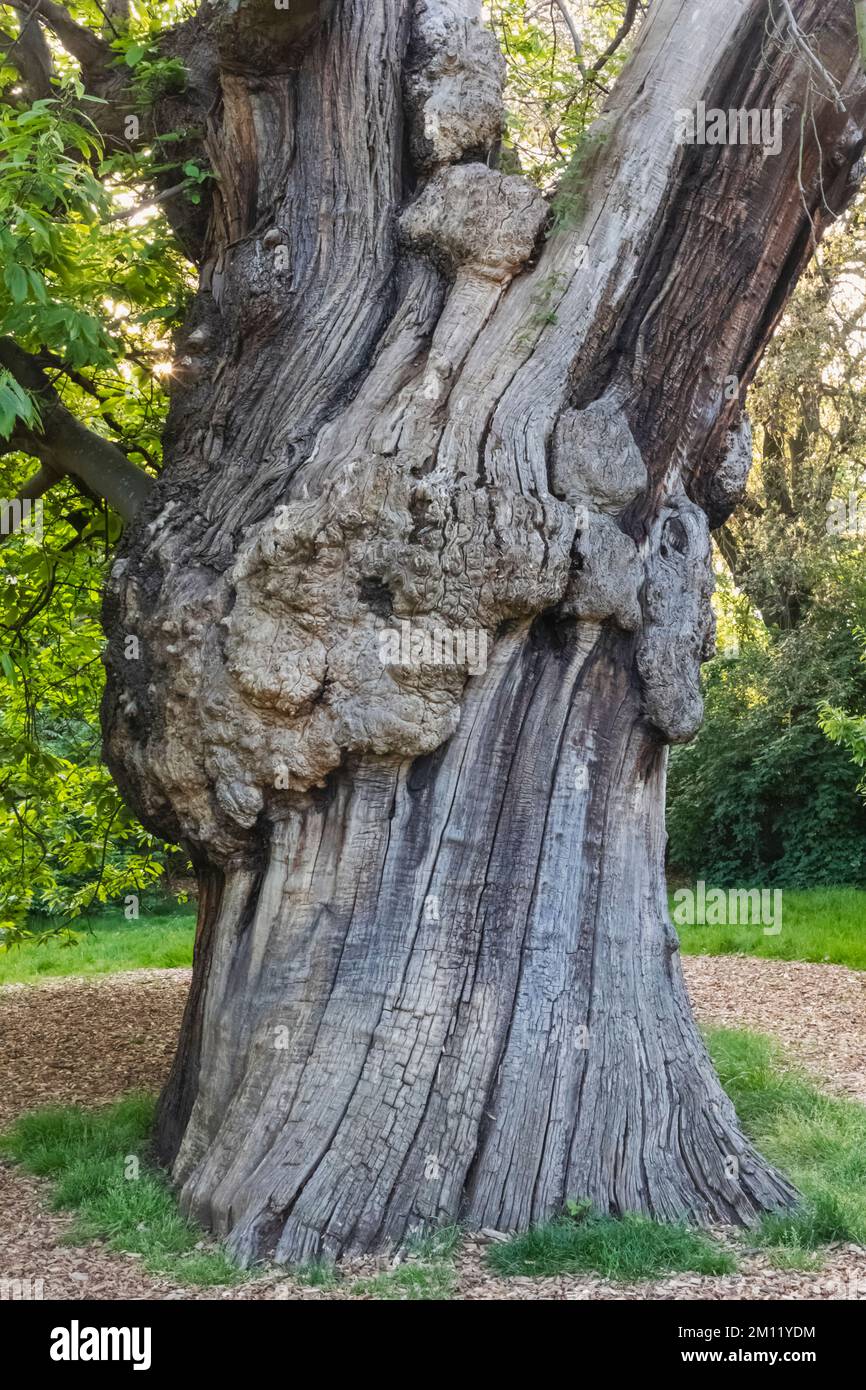 Tronco de Arbol Ardiente, Greenwich Park, Greenwich, Londres, Inglaterra Foto de stock