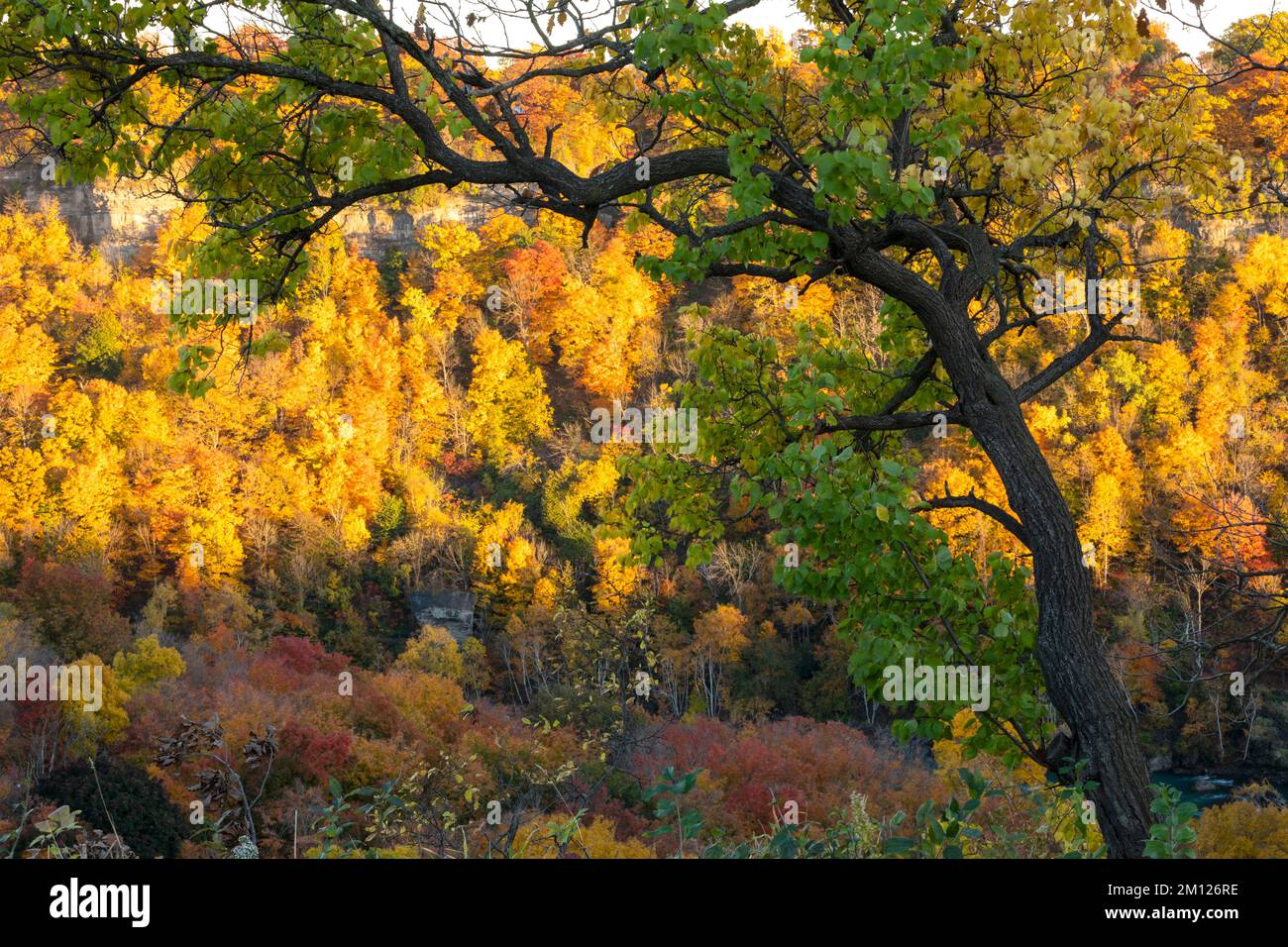 Canadá, Ontario, las Cataratas del Niágara, la Garganta del Niágara en otoño con colores otoñales Foto de stock