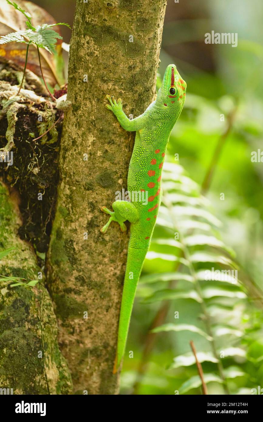 Gecko gigante del día de Madagascar (Phelsuma madagascariensis), cautivo Foto de stock