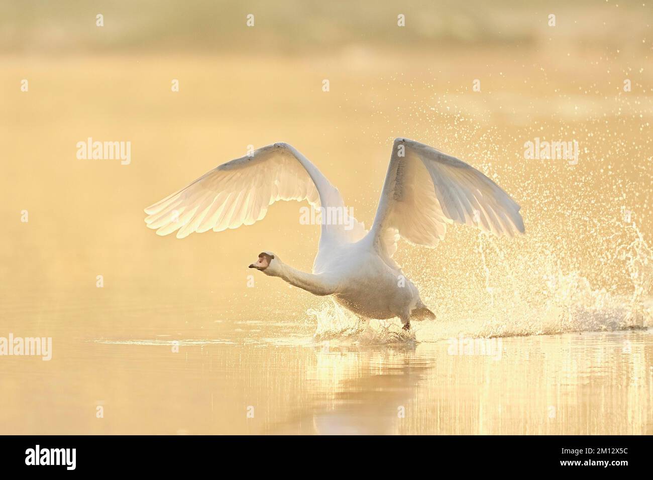 Mute Swan (Cygnus color), despegando del agua en la luz de la mañana, Lago Zug, Suiza, Europa Foto de stock
