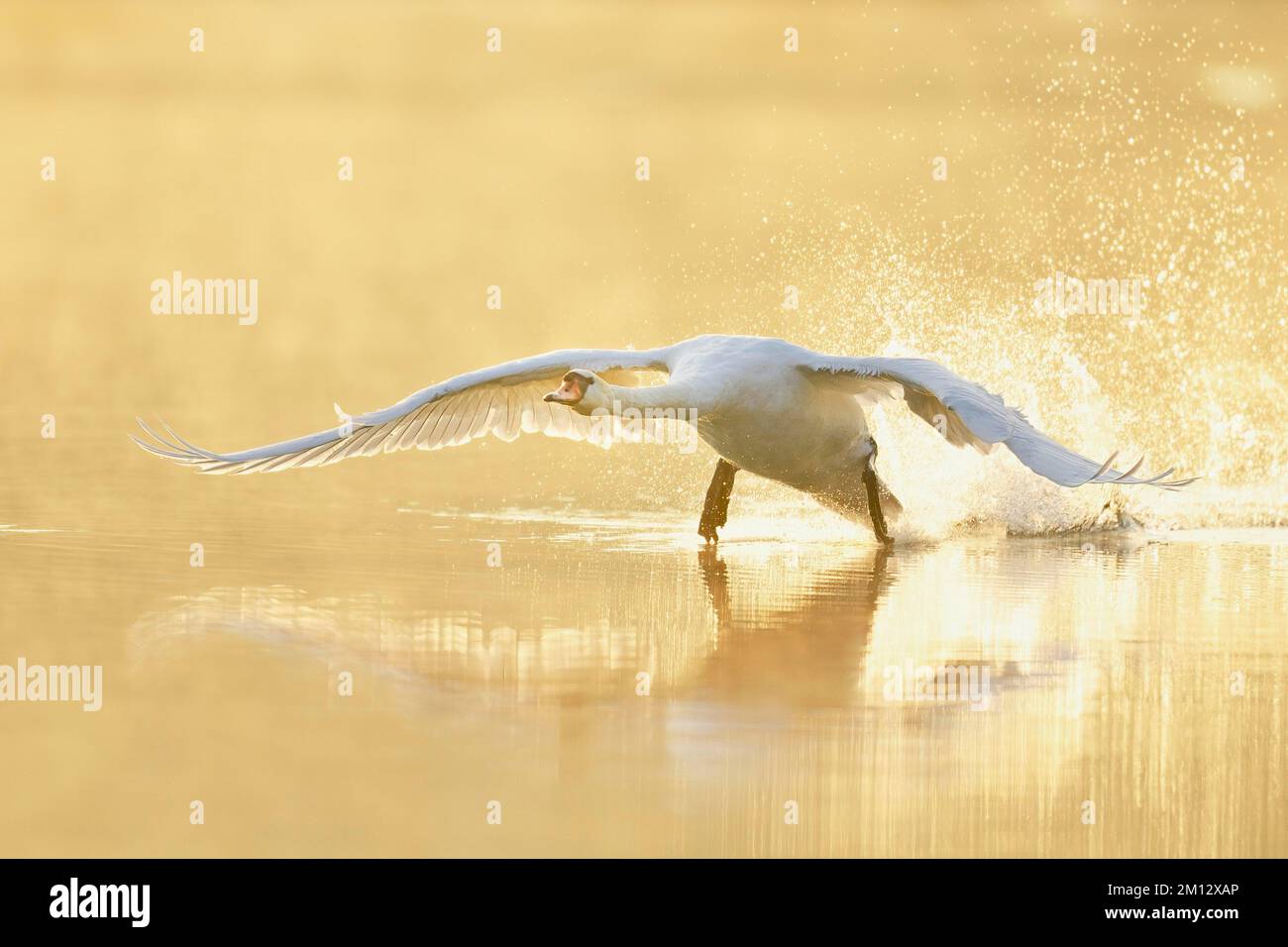 Mute Swan (Cygnus color), despegando del agua en la luz de la mañana, Lago Zug, Suiza, Europa Foto de stock