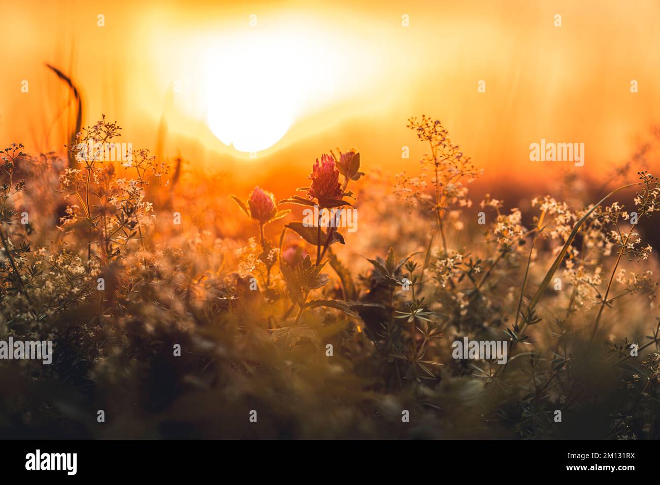 Trébol en flor primer plano fondo borroso con puesta de sol, ambiente de verano en el jardín Foto de stock