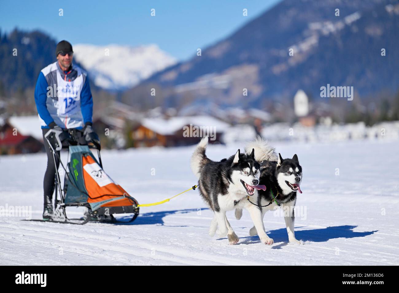 Almizcle con dos huskies siberianos en la carrera de trineos tirados por perros en Lenk en 2022, Suiza, Europa Foto de stock